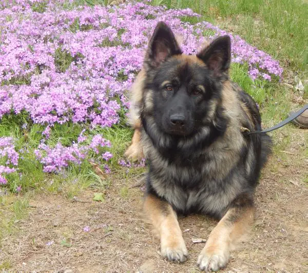 Boy Vom Birken Wald
