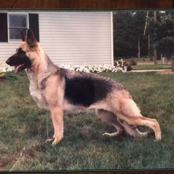 Dawnhills I'm a Scoundrel