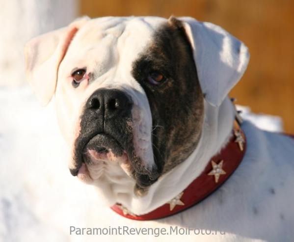 Paramoint Revenge Dilemma