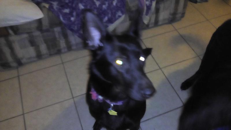 Abby Cadabby The Great Amaya