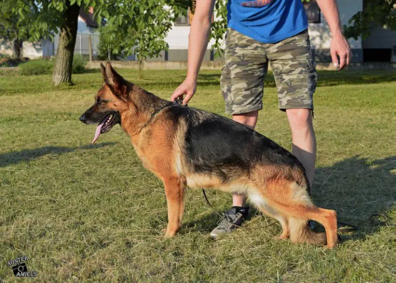 SG Anni die Weis Kirchen