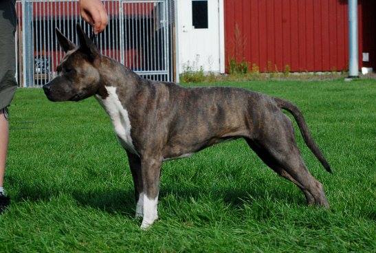 Vild O Vågad´s Arizona