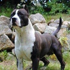 Dickies' gold Black paco