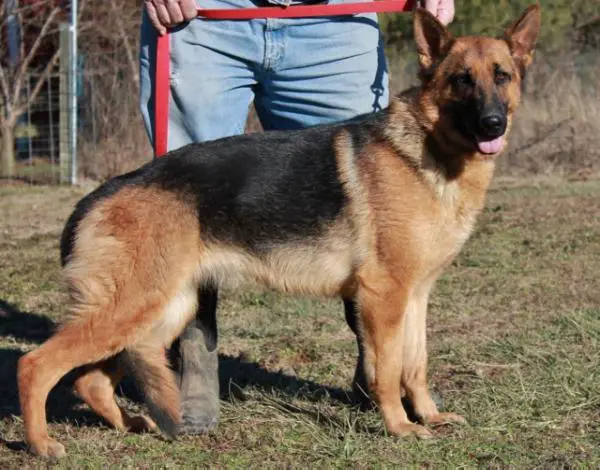 Tara vom Windig Ackeren