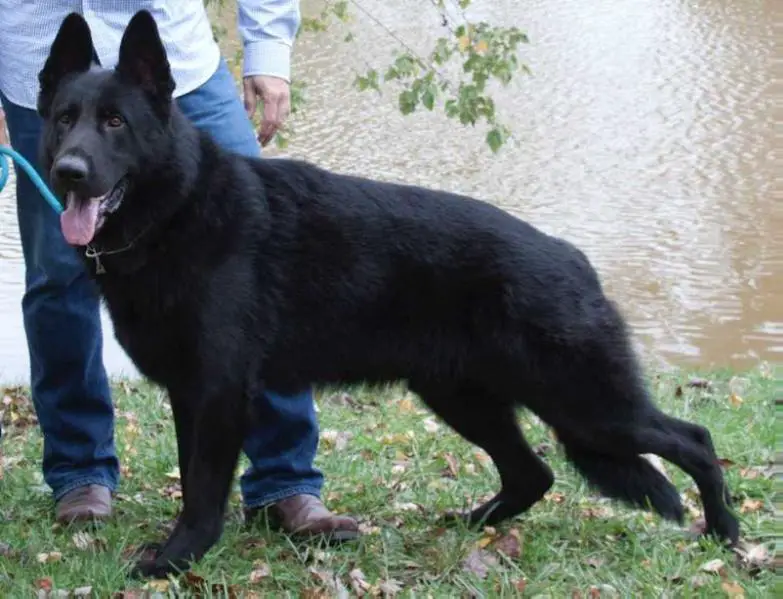 V Geronimo von Wiese