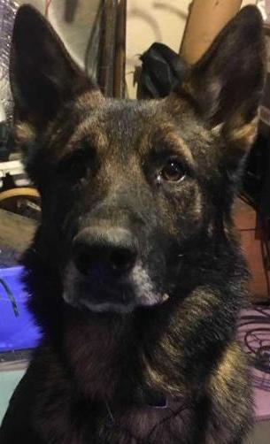 Banjo von Haus Royal