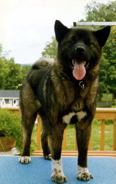 Yamankas Nippon Inu Nikita