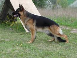 LUPO Sotfine