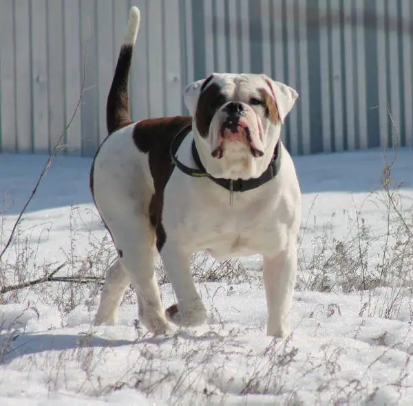 JCH RUS,CLUB, GCH RUS, CH CLUB BAYER GUARD OF ANGELS