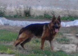 (5) Aksel V.D. Goldring