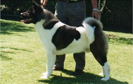 CHI GCH, CHI CH Lord Sinclair Legend Ace