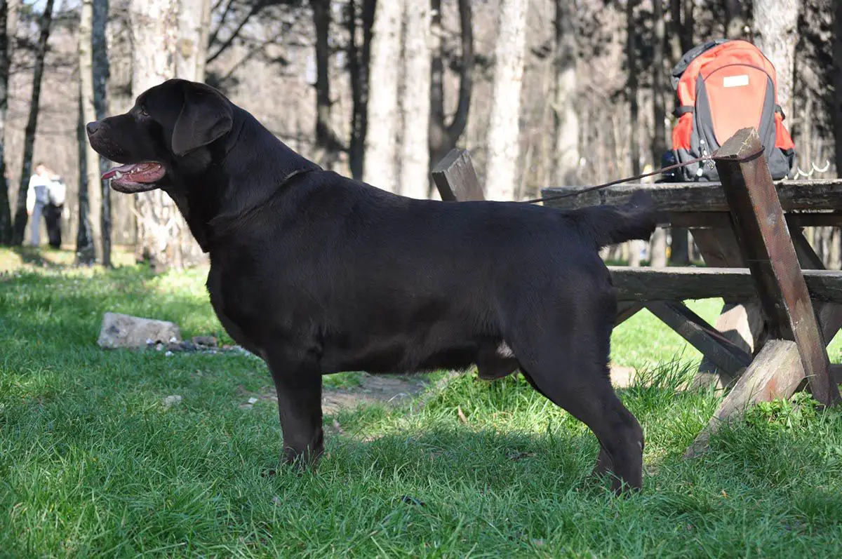 HUMOROUS COMPANION OF BOHEMIA BRAS