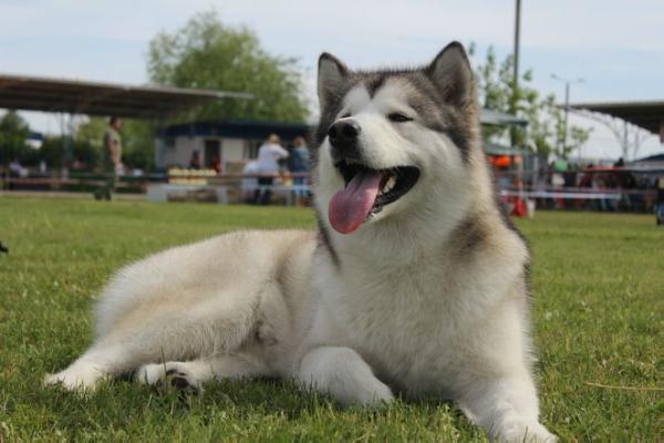 INTER.CH,MULTI.CH Skarlet ot Filippovoy