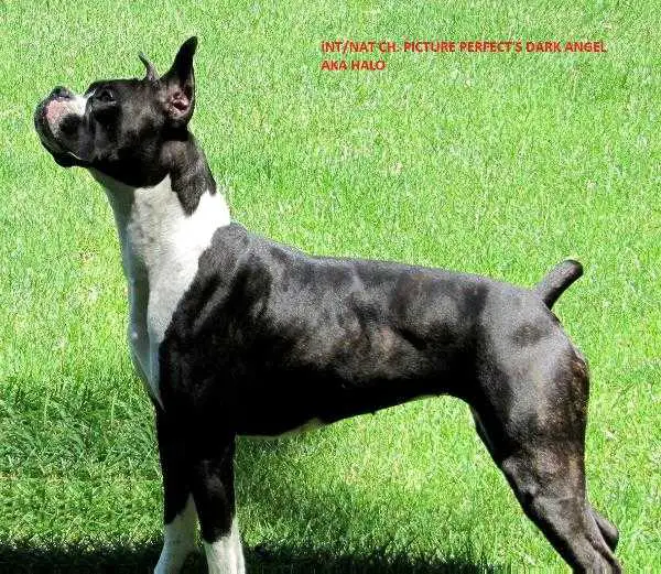INT/Nat CH. Picture Perfect's Dark Angel