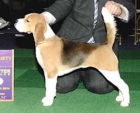BIS GCH (AKC) Tashtin's Lookin For Trouble