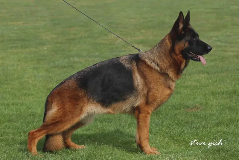 VA 3 ( Spain) /  V16 BSZS 2016 Voduscha von Pallas Athene