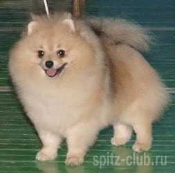 Bruce Willis Iz Cascada Grez