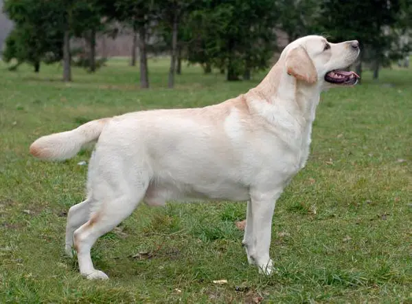 INT & MULT CH Vey Talie Zhil