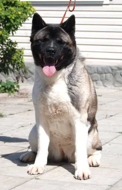 Ostviks Becky Melody Soul