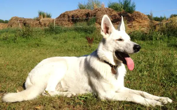 Ayoka von der Friesischen Wehde