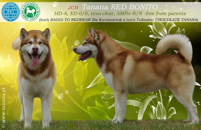 JCh, Ch.Pl. Tanana RED BONITO