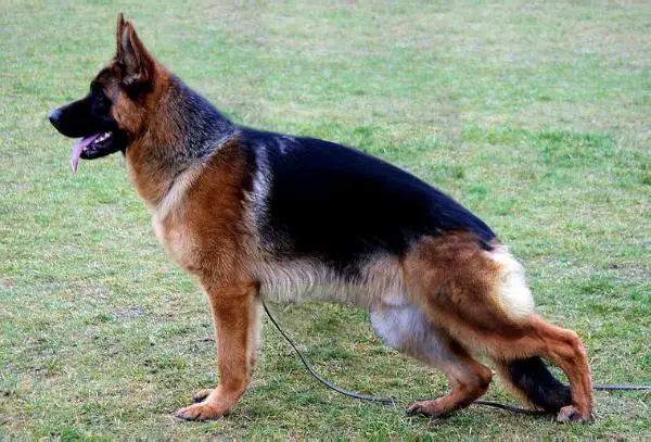 Enosch von den zwei Steinen