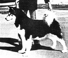 Whittwind's Midnight Sun