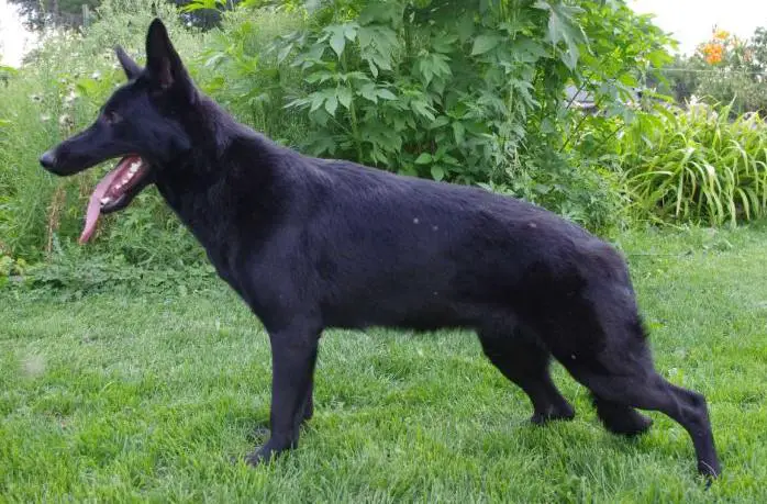 (UKC CH PTD) Bella of Dillard's Working Dogs