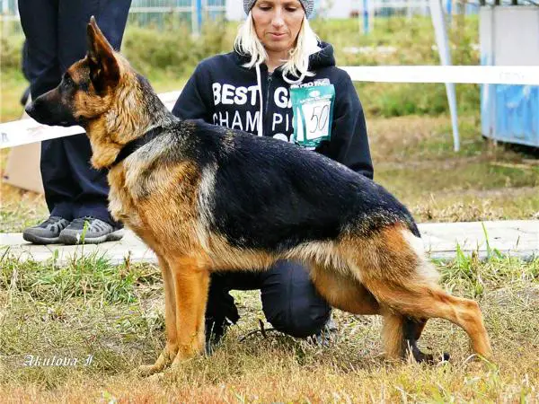 Tzerika of Gold Collection