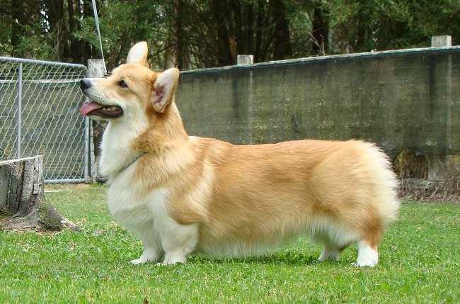 Merthyr Wanda Be A Pikelet