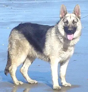 Royalair Silver Diesel of Salhaus