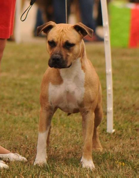 Thoresteel Lolita Lempicka