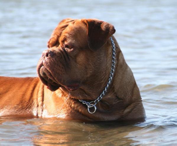 AUSTRALIAN CHAMPION Camelot's Chunky Cherub