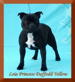 Leia Princess Daffodil Yellow