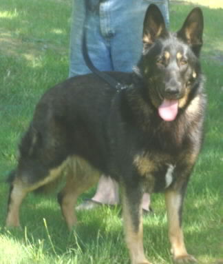 Salhaus Lizzy of Black Magic