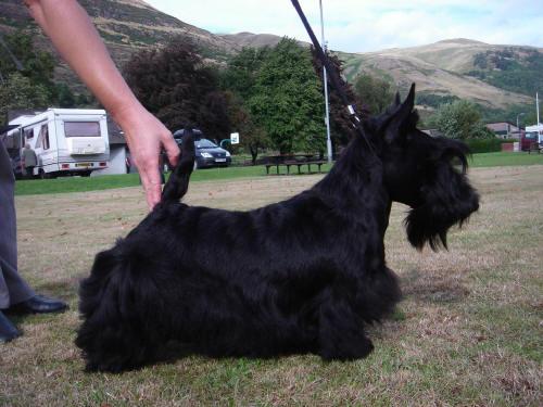 Berrybreeze Miss Dynamite