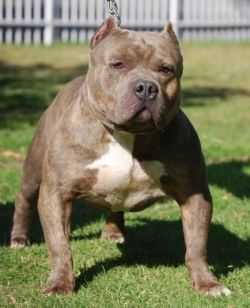 Delaloma Easy Rider of Blue Pride