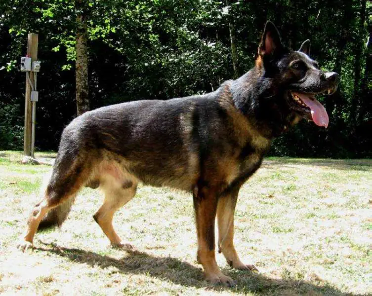 Immo vom Rothebachquellchen