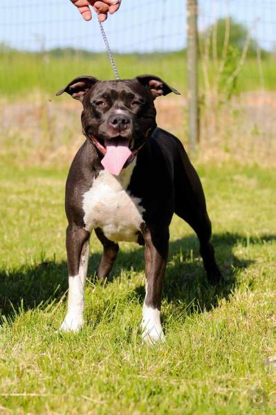 JCHLV,LT,CH MULTI,INTERT,BALT,GRAND LV, EURASIA15,EUR16 Brbucha La Perla Negra Latamstaff