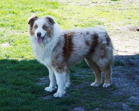 Bruno Farms Chasing Chicks