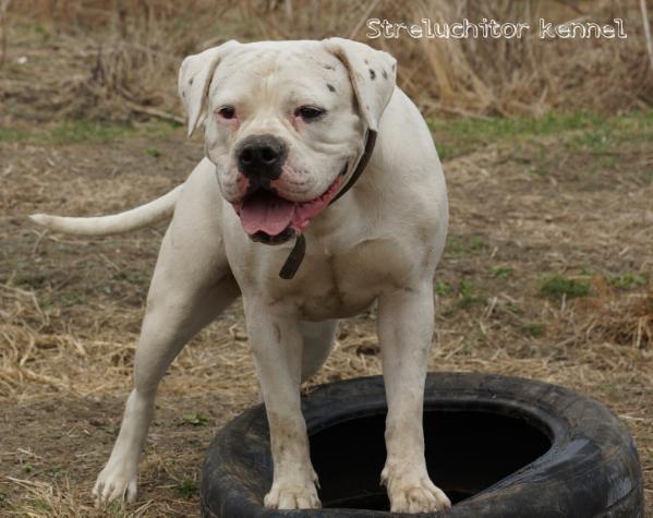 CH. RUS,JCH. RUS, CH RKF Streluchitor Eseniya Face Baby Angel