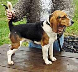 Laneline Tinkers Creek Lone Ranger