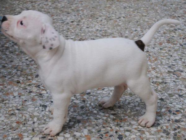 Bora Di Lion GK Amstaff