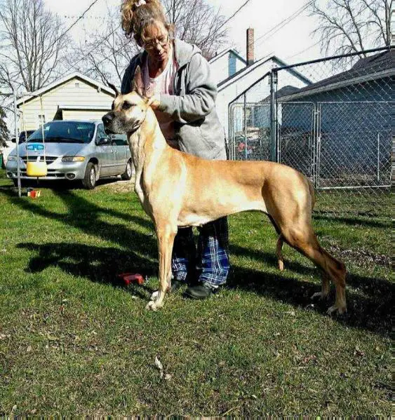 HR's Always A Star v Shadowweaver's