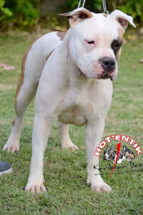 Hotentik karibean dog hirayama
