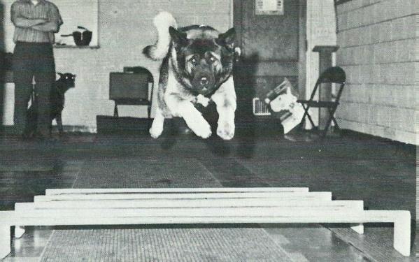 AKC CH Akita Tani's Yorokobi No Moto