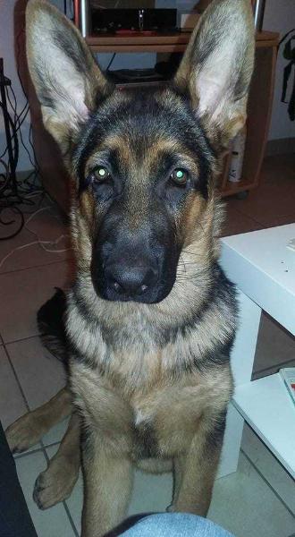 Logan Von Angelius Team