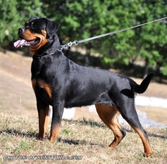 Gita von hause Milacic