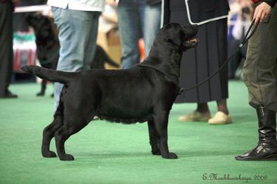 INTER CH Evridika lores fatty