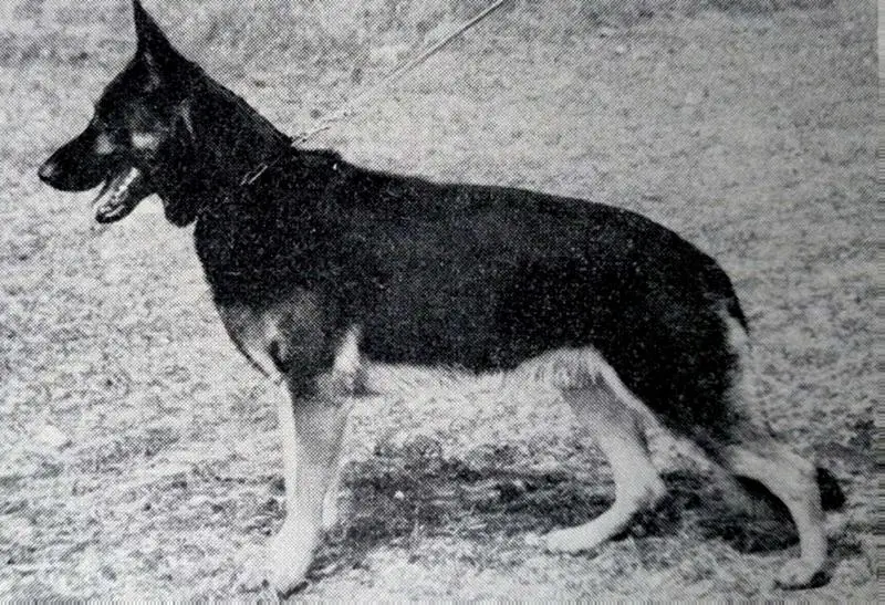 Jorg zu den Sieben-Faulen